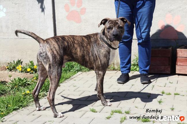 Bombaj - czeka na nowy dom