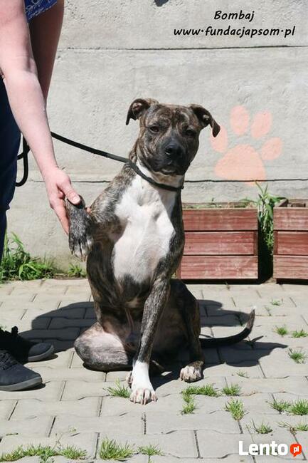 Bombaj - czeka na nowy dom