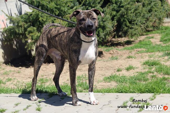 Bombaj - czeka na nowy dom