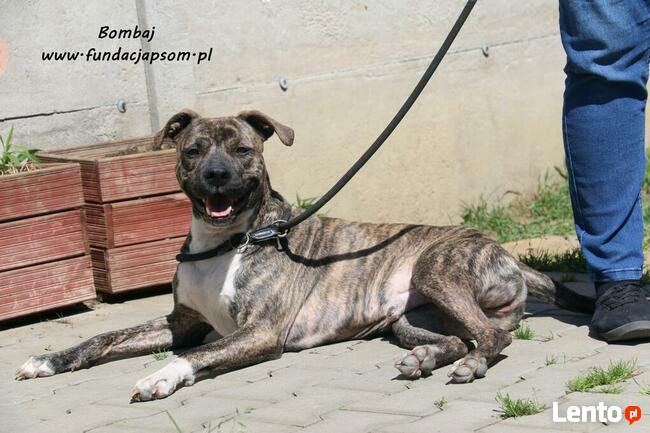 Bombaj - czeka na nowy dom