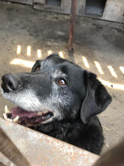 Klemens - Pan Pies. szuka domu z ogrodem Monika Bog