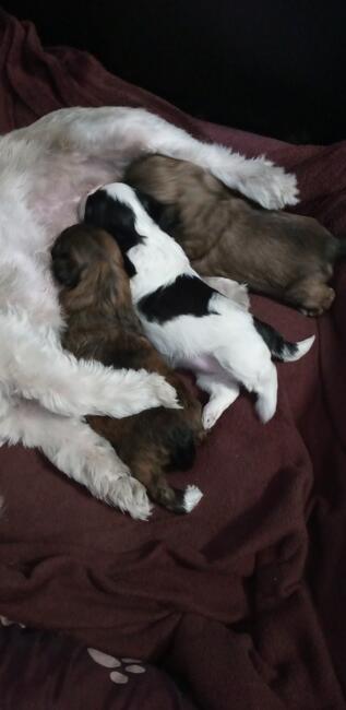 Shih tzu