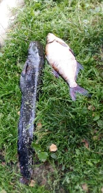 Sum afrykański z jeziora