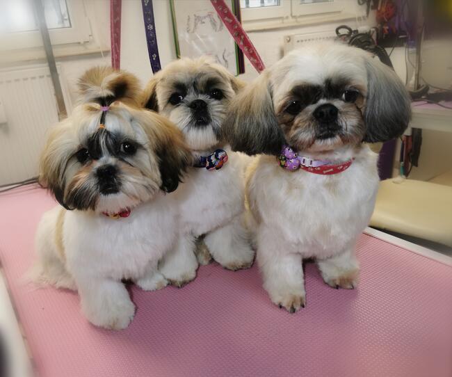 Strzyżenie psów, Groomer, psi fryzjer Poznań