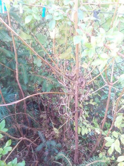 Orzech czarny sadzonki Kopany , pojemnik , doniczka