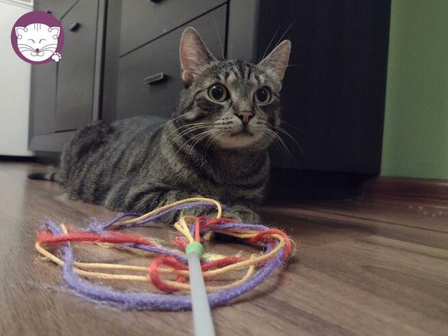 Wilga - pokocha Cię bezwarunkowo