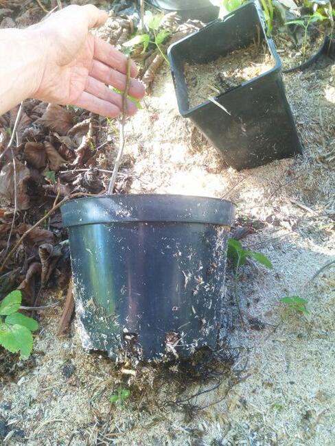 Orzech czarny sadzonki w pojemnikach , doniczka