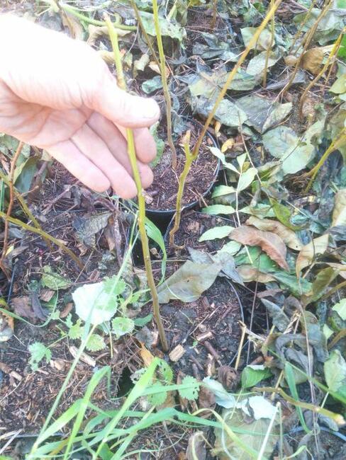 Orzech czarny sadzonki w pojemnikach , doniczka