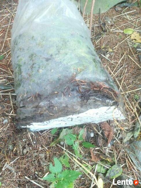 Orzech czarny sadzonki Kopany , pojemnik , doniczka