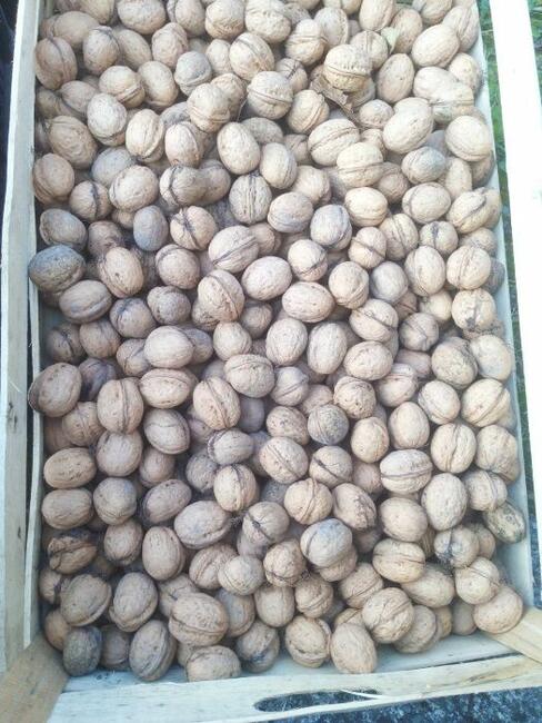 Orzech Włoski Obniżka