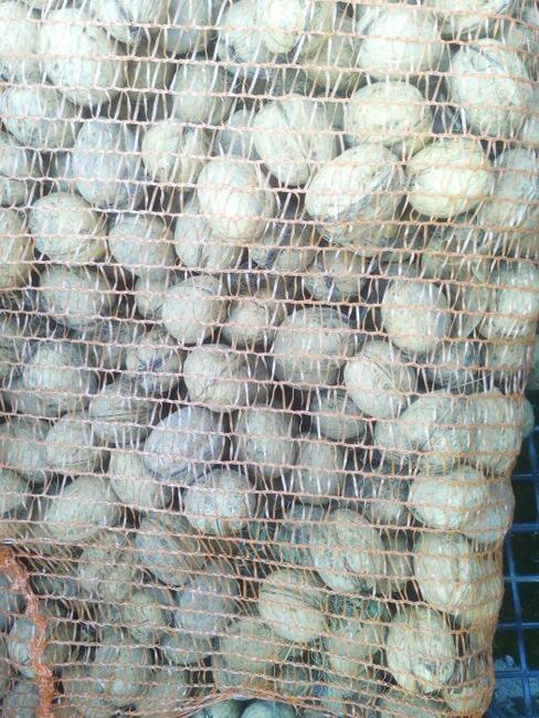 Orzech Włoski Obniżka