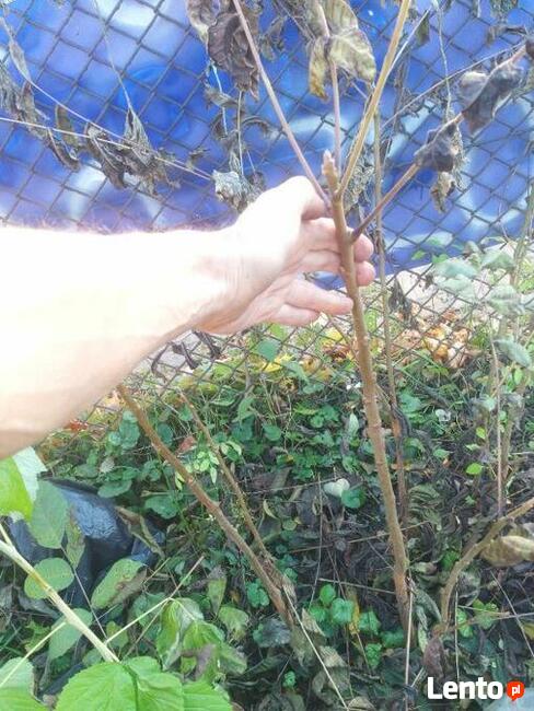 Orzech czarny sadzonki Kopany , pojemnik , doniczka