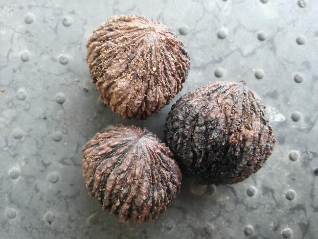 Orzech czarny pojemniki Łatwo przesadzić Zalesienia Drewno