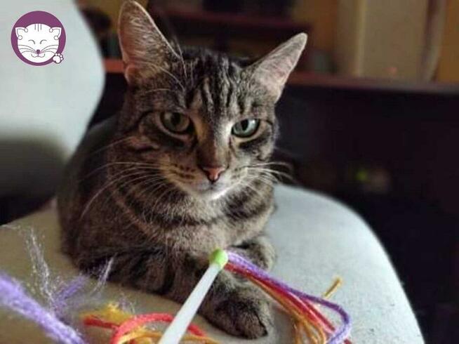 Wilga - pokocha Cię bezwarunkowo