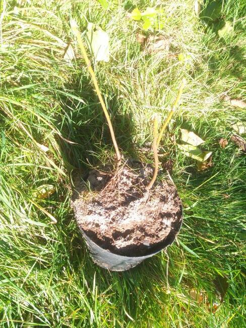 Orzech czarny sadzonki w pojemnikach , doniczka