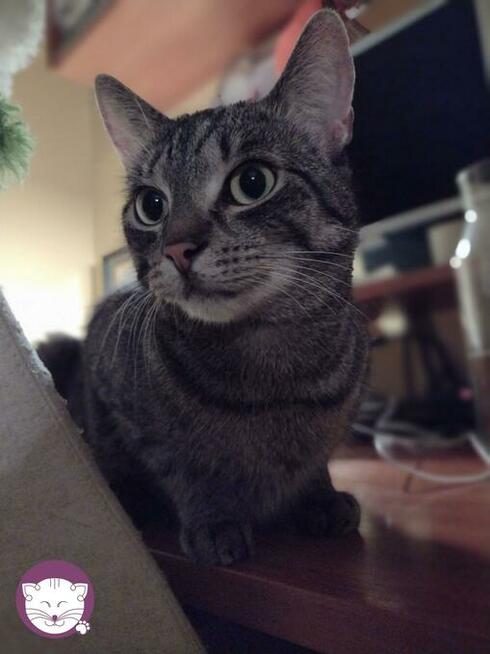 Wilga - pokocha Cię bezwarunkowo