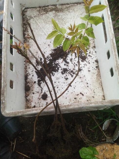 Orzech czarny pojemniki Łatwo przesadzić Zalesienia Drewno