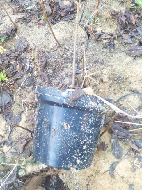 Orzech czarny sadzonki w pojemnikach , doniczka