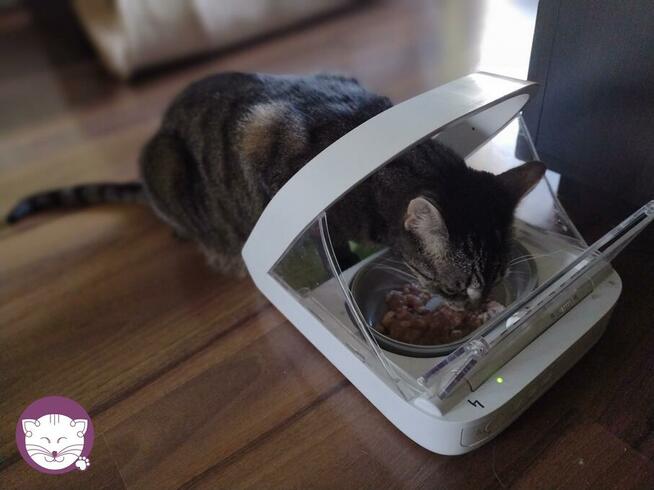 Wilga - pokocha Cię bezwarunkowo