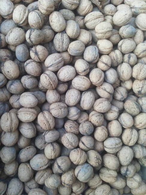 Orzech Włoski Obniżka