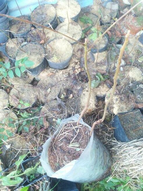 Orzech czarny sadzonki Kopany , pojemnik , doniczka