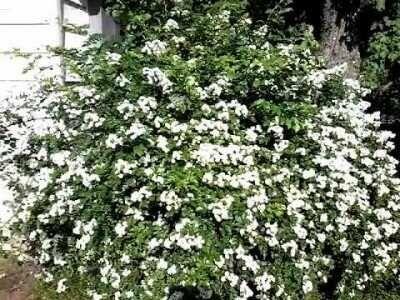 Najpiękniejsze Ogrodzenie Żywopłot z Róży sztobry miododajne