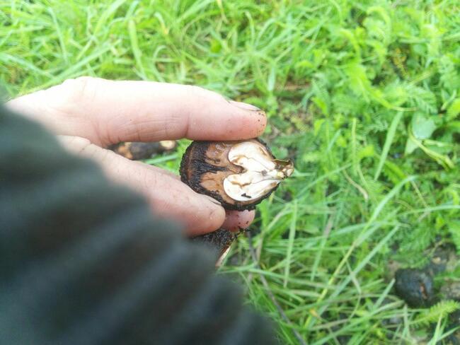 Orzech czarny pojemniki Łatwo przesadzić Zalesienia Drewno