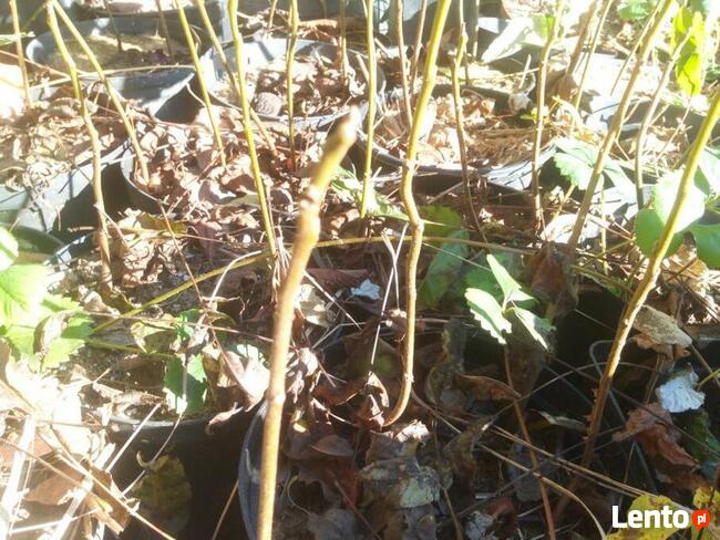 Orzech czarny sadzonki Kopany , pojemnik , doniczka