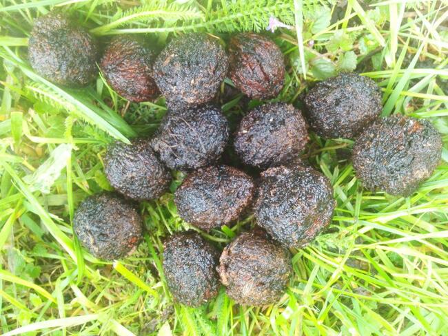 Orzech czarny pojemniki Łatwo przesadzić Zalesienia Drewno