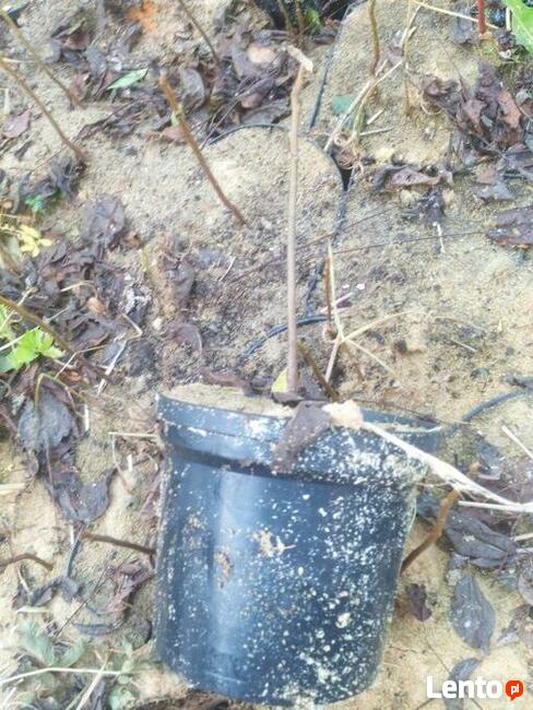 Orzech czarny sadzonki Kopany , pojemnik , doniczka