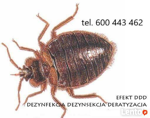 likwidacja pluskiew - dezynsekcja - 600443462