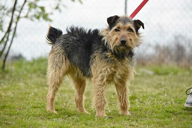 Łatek - w typie Terrier; nieagresywny i pełen radości