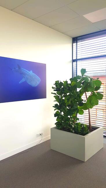 DONICE IMITACJA BETONU, TARASOWE, NA WYMIAR