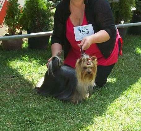 YORKSHIRE TERRIER (FCI)