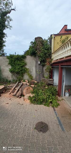 Formowanie żywopłotu, drzew i krzewów. BanGarden