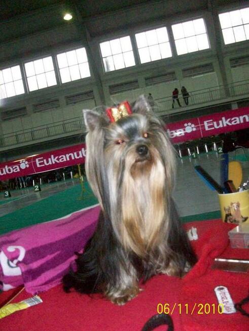 YORKSHIRE TERRIER (FCI)