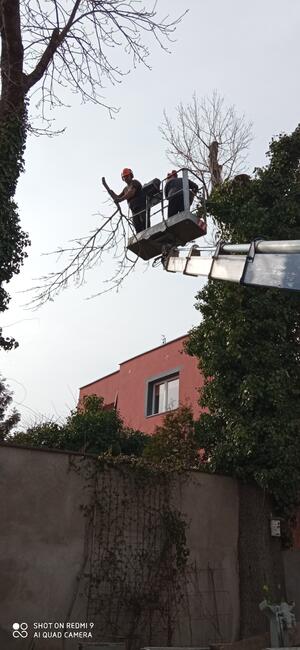 Formowanie żywopłotu, drzew i krzewów. BanGarden
