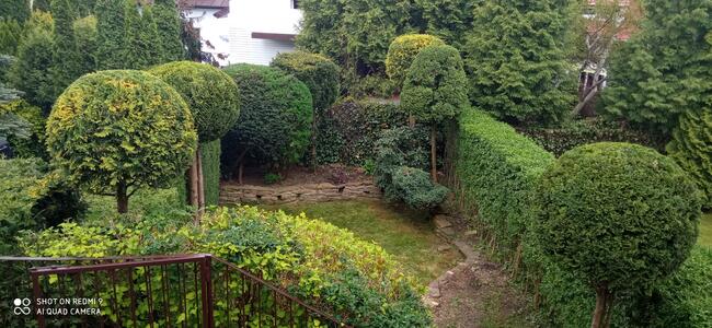 Formowanie żywopłotu, drzew i krzewów. BanGarden