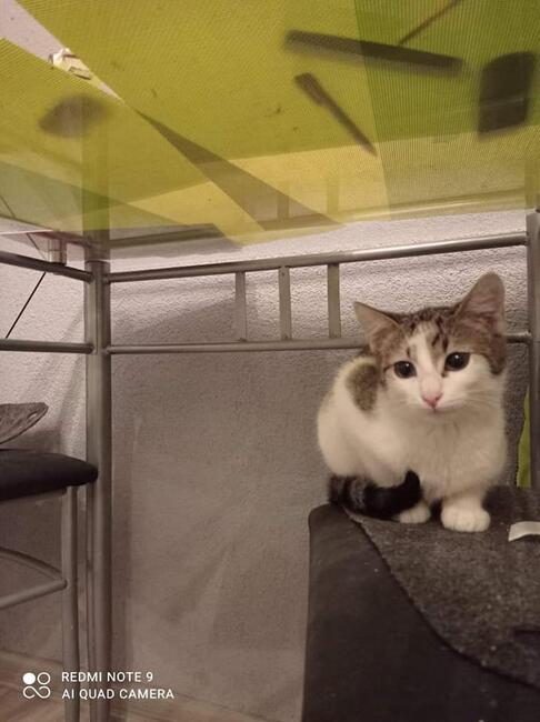 Kajtek piękny 8 m-czny kocurek czeka na dom Magda Las