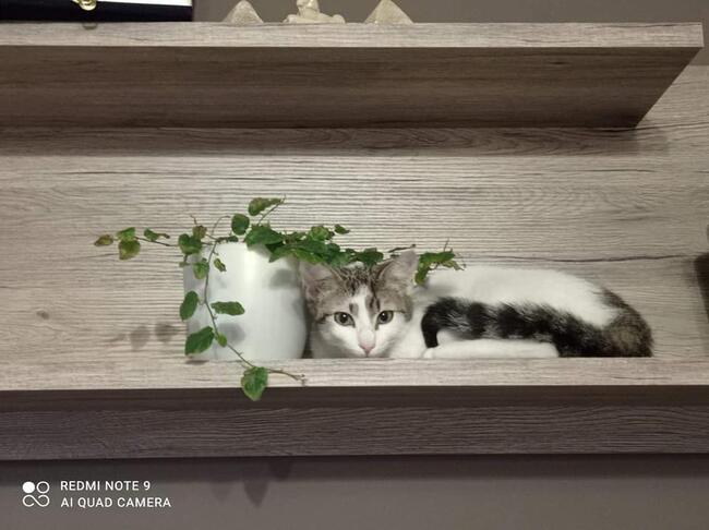 Kajtek piękny 8 m-czny kocurek czeka na dom Magda Las