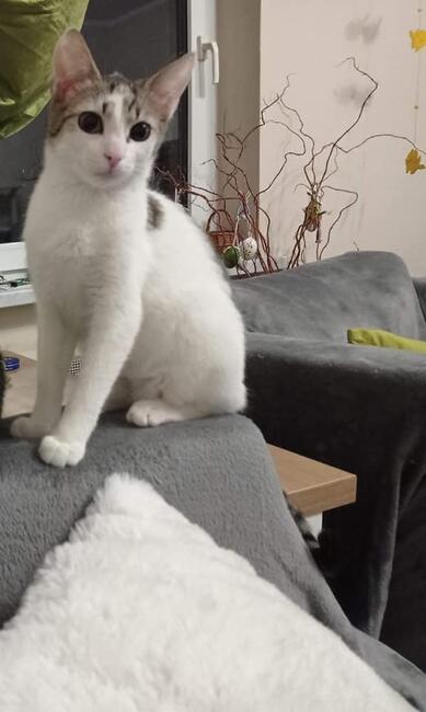 Kajtek piękny 8 m-czny kocurek czeka na dom Magda Las