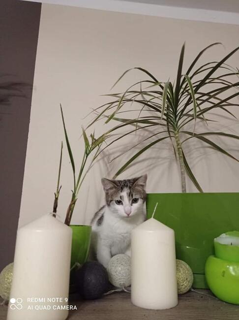 Kajtek piękny 8 m-czny kocurek czeka na dom Magda Las