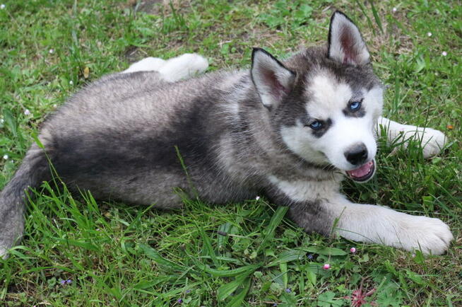 Szczeniaki Siberian Husky haskie niebieskookie
