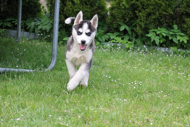 Szczeniaki Siberian Husky haskie niebieskookie
