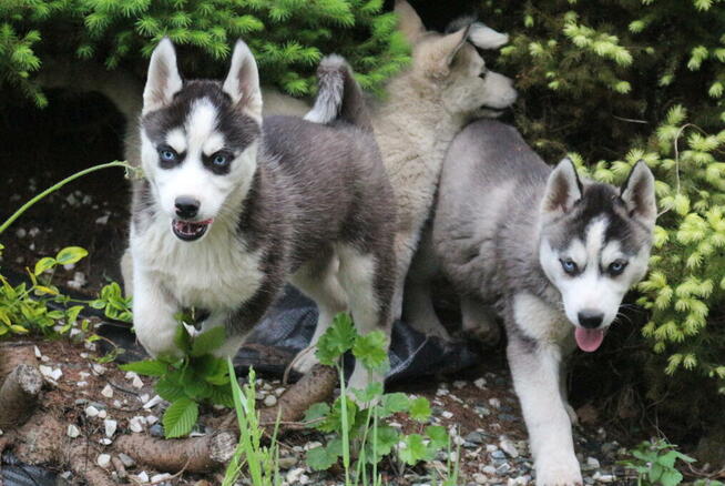 Szczeniaki Siberian Husky haskie niebieskookie