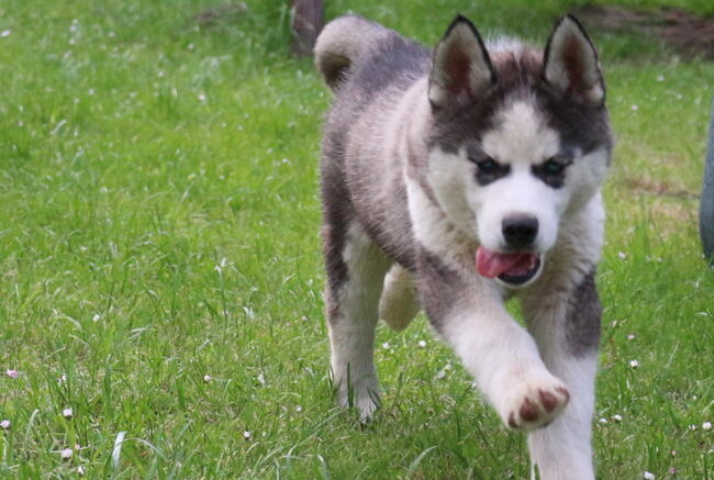 Szczeniaki Siberian Husky haskie niebieskookie