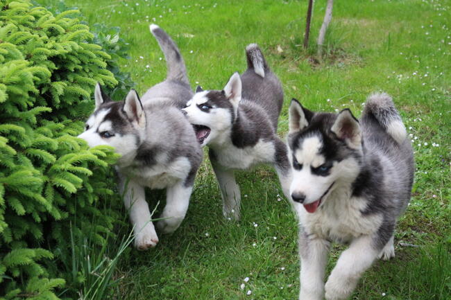 Szczeniaki Siberian Husky haskie niebieskookie