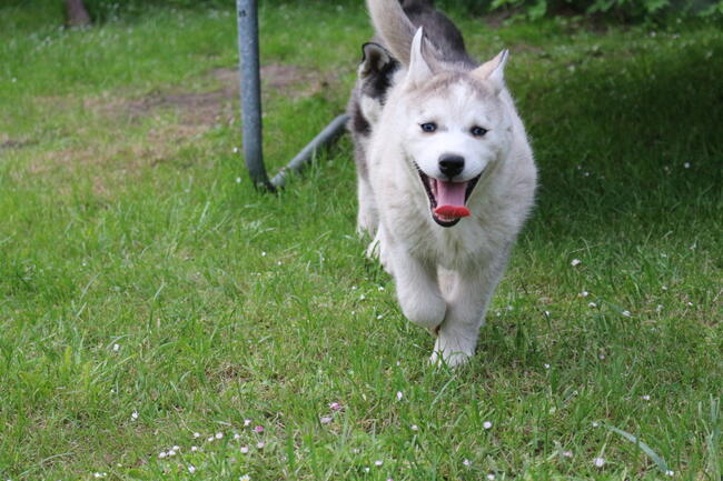 Szczeniaki Siberian Husky haskie niebieskookie
