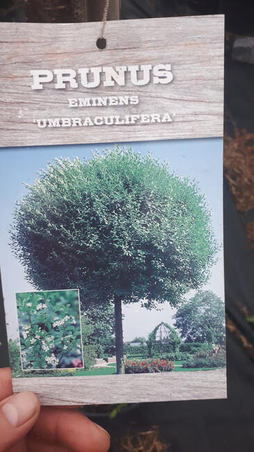 Ogrody kompleksowo Ostrów Mazowiecka i okolice. Minikoparka.