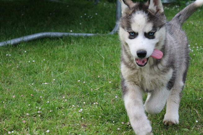 Szczeniaki Siberian Husky haskie niebieskookie